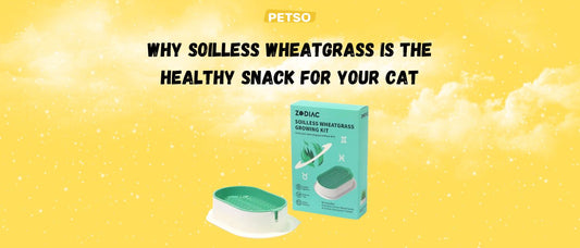Why Soilless Wheatgrass is the Healthy Snack for Your Cat