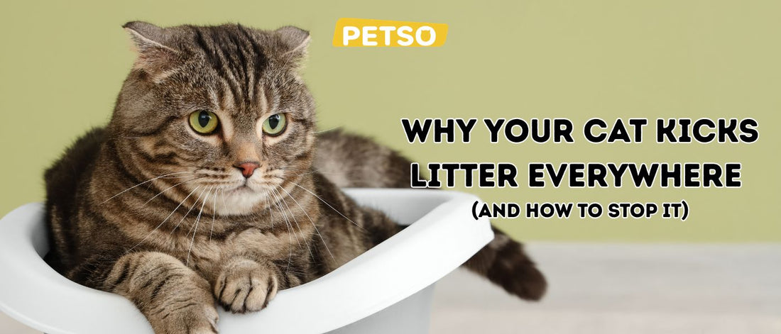 Why Your Cat Kicks Litter Everywhere (and How to Stop It)