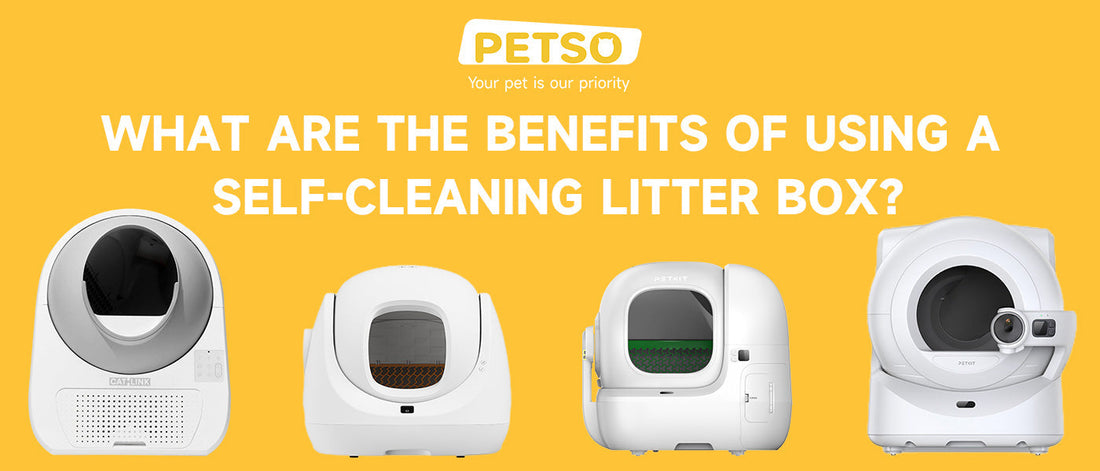 What Are the Benefits of Using a Self-Cleaning Litter Box?