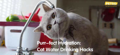 Cat Water Drinking Hacks Banner