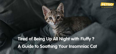Tired of Being Up All Night with Fluffy? A Guide to Soothing Your Insomniac Cat