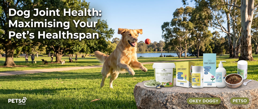 Dog Joint Health: Maximising Your Pet’s Healthspan