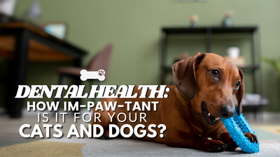 Daily Tips for Cats and Dogs Dental Health Care