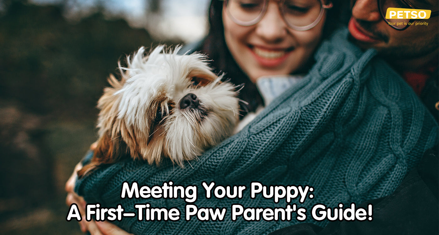Meeting Your Puppy: A First-Time Paw Parent's Guide!