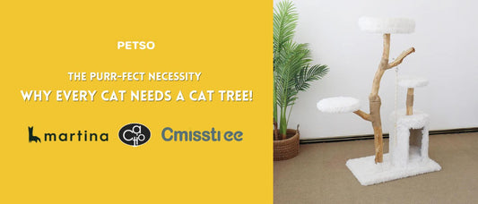 Why Every Cat Needs a Cat tree