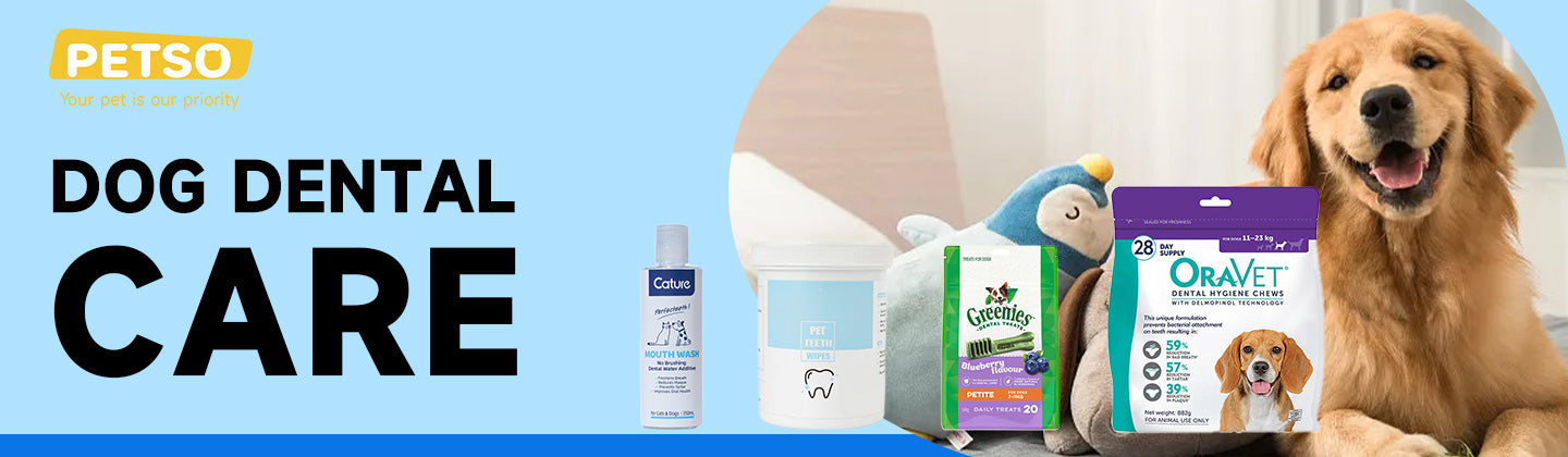 Dog Dental Care
