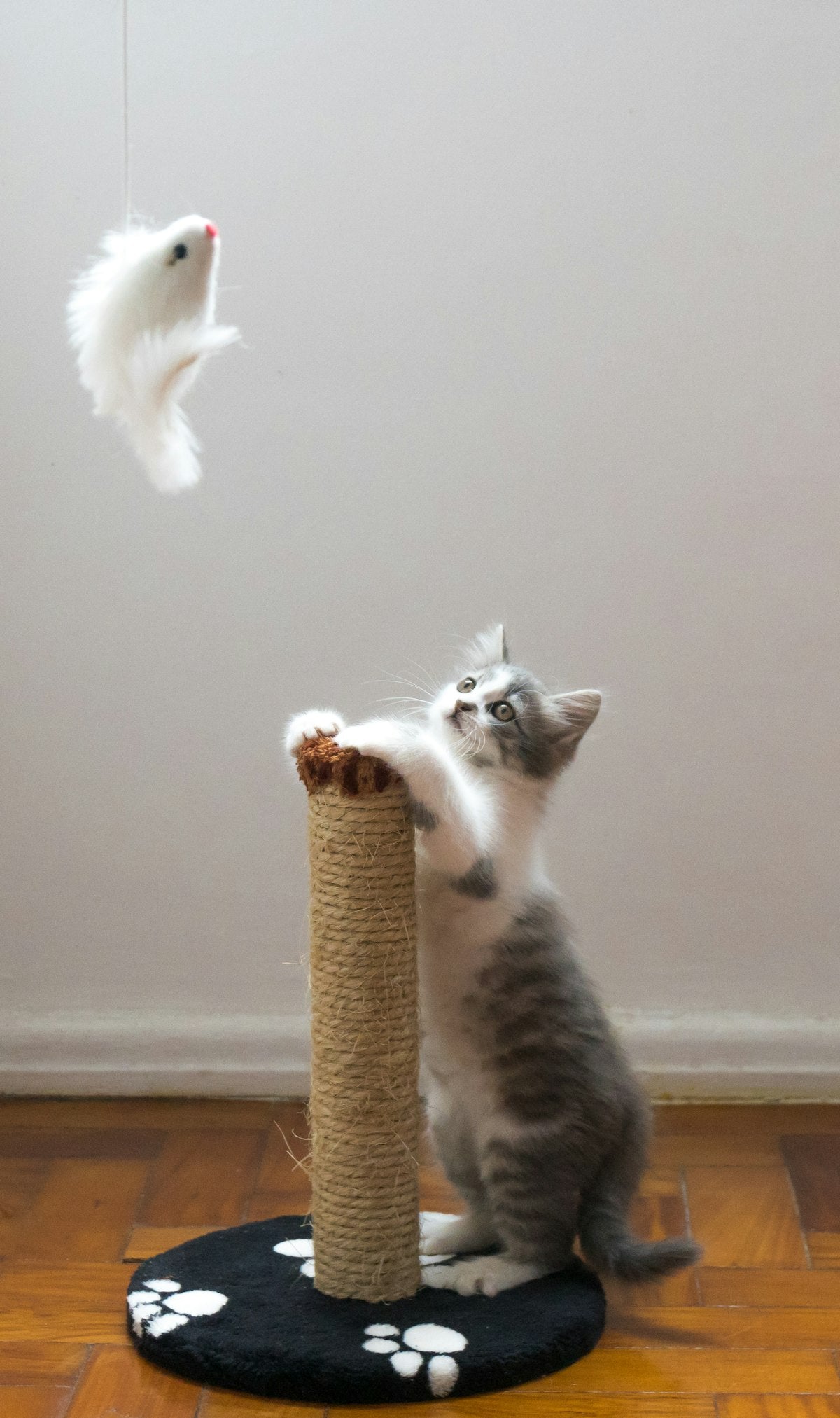 Cat Litter