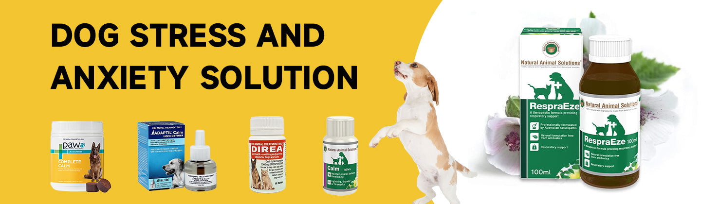 Dog Stress and Anxiety Solution