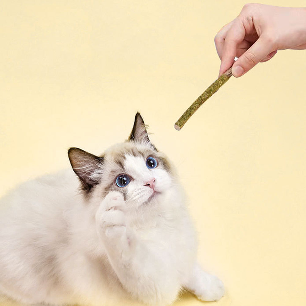 BITING MUSIC Green Polygonum Catnip Cat Mint Stick 6 Pack