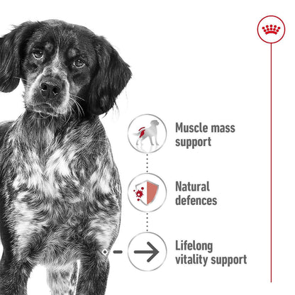 ROYAL CANIN Medium Ageing Loaf Wet Dog Food