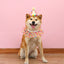 Colorful Polka Dot Pet Birthday Hat