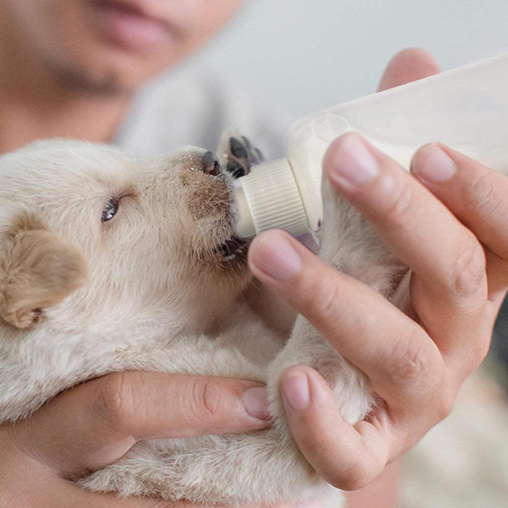 Pet Feeding Bottle Set – Newborn Puppy & Kitten Nursing Kit (PVC Storage Case)