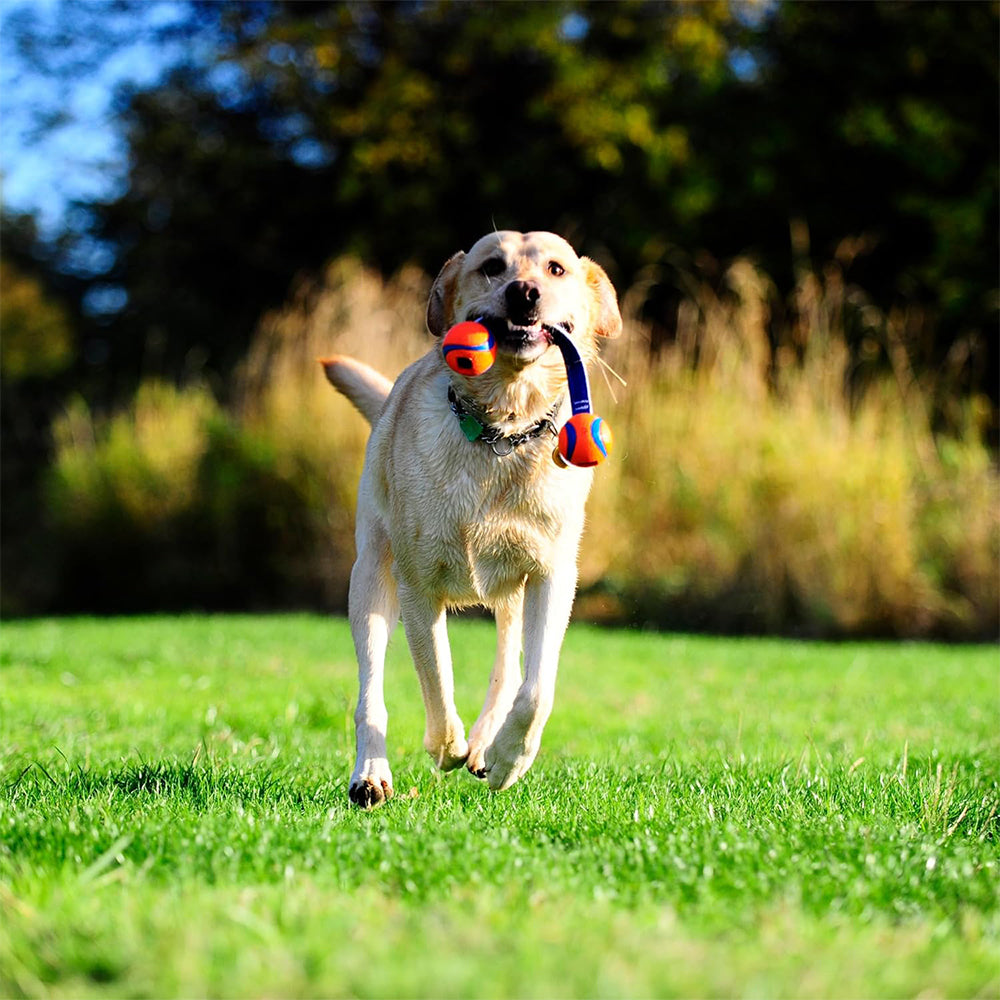 CHUCKIT! Ultra Duo Tug Medium Rubber Bouncy Durable Fetch Dog Toy Diameter