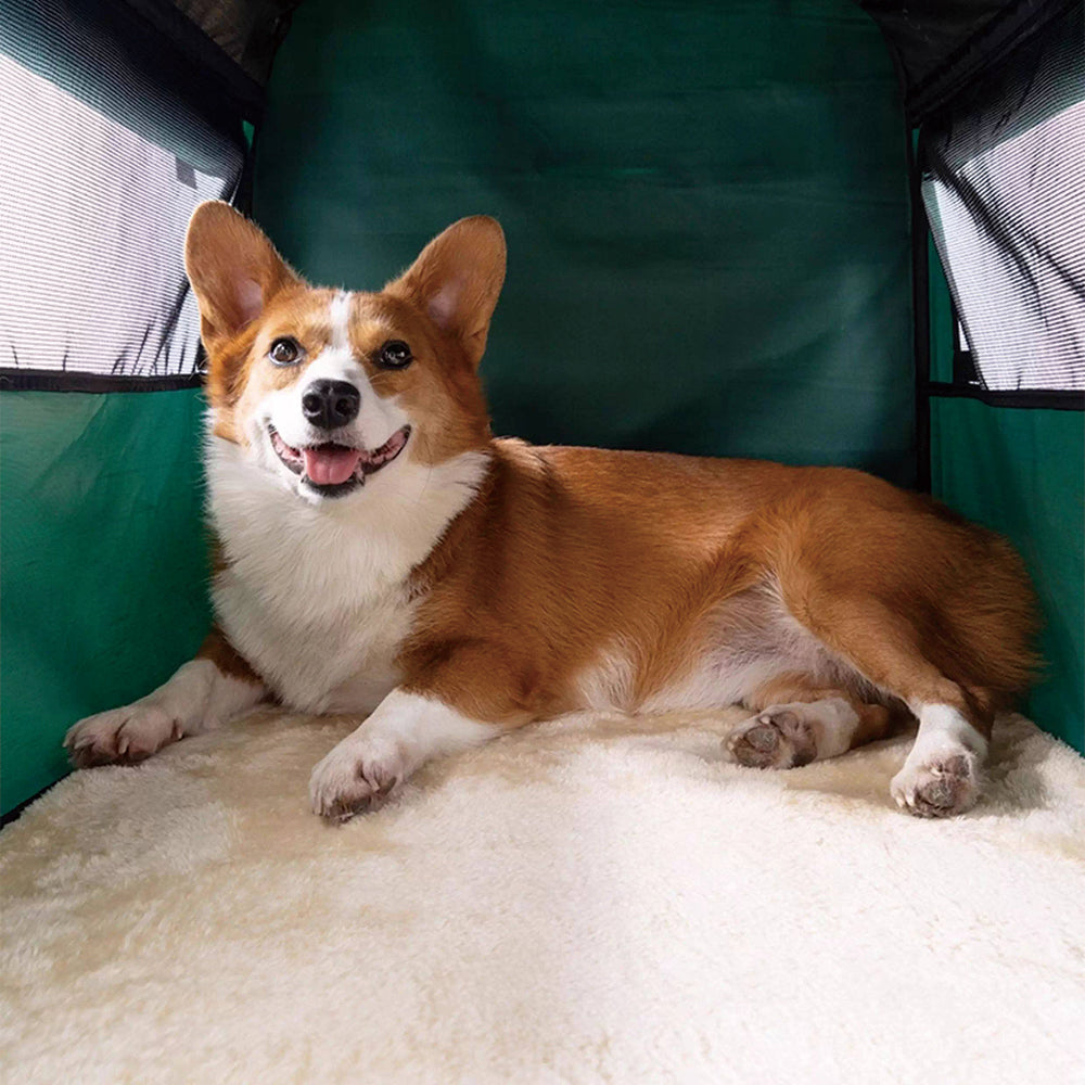 Foldable Pet Car Travel Crate | Portable Carrier for Cats & Dogs
