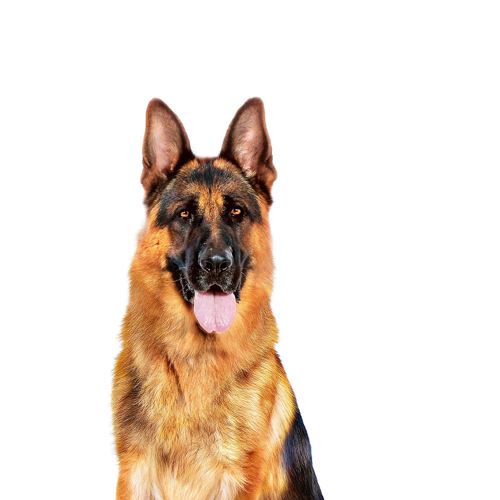 ROYAL CANIN Maxi Adult Wet Dog Food 140g x 10