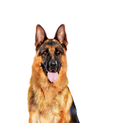 ROYAL CANIN Maxi Adult Wet Dog Food 140g x 10