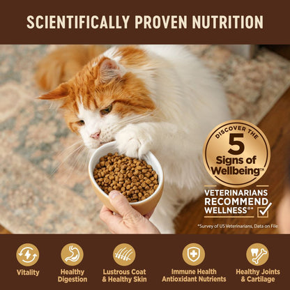 Best Dry Food Top Ten Cat Foods Best Dry Cat Best Wet Cat Food For