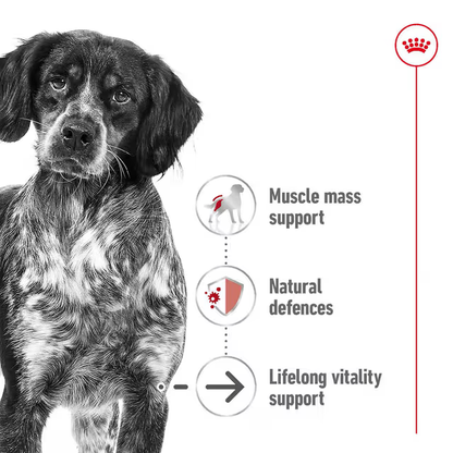 ROYAL CANIN Medium Ageing 10+ Dry Dog Food 15kg