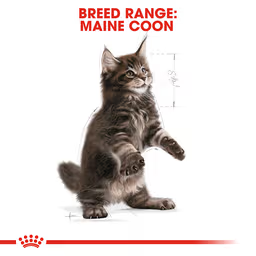 ROYAL CANIN Maine Coon Kitten Dry Cat Food 2KG