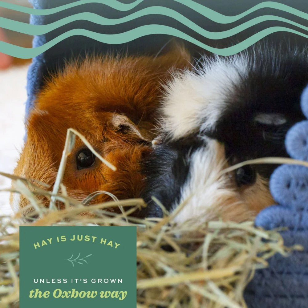 OXBOW Oat Hay Small Pet Bedding 425g