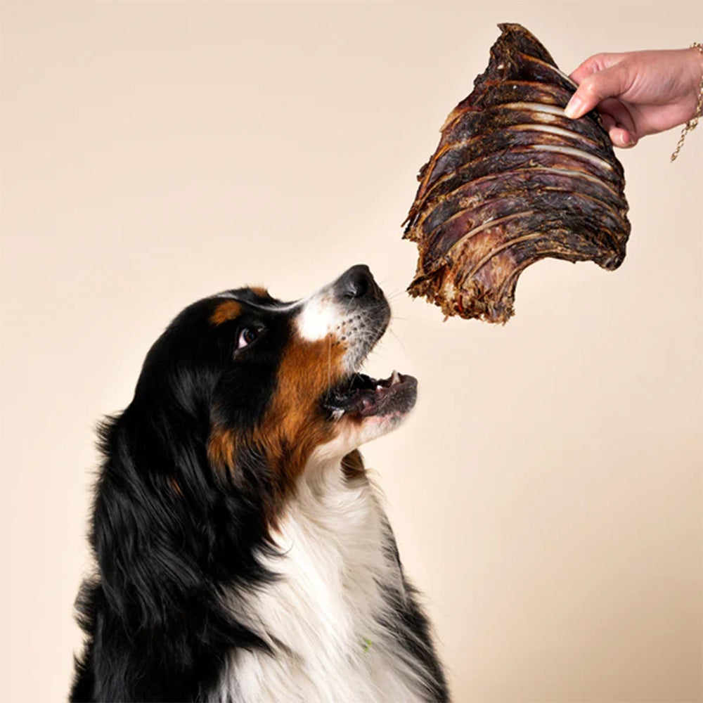 WAG Kangaroo Rib Rack Natural Dried Single Dog Treat