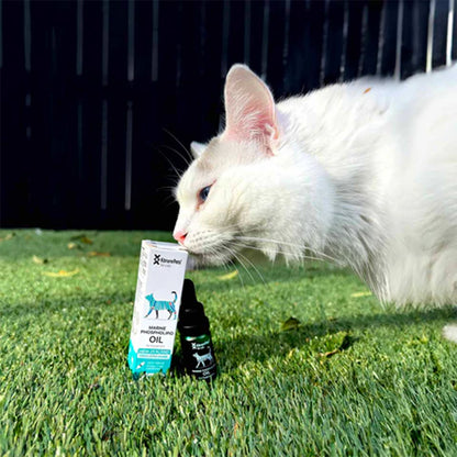 KORURE PETS Marine Phospholipid Oil Joint & Mobility Supplement For Cats 9ml