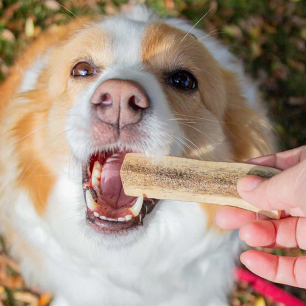 KORURE PETS Deer Antler X-Small Dog Dental Chew Treats 75g
