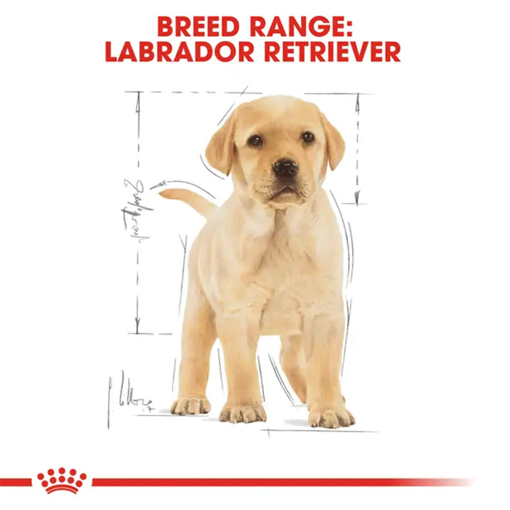 Royal Canin Labrador Retriever Puppy breed guide