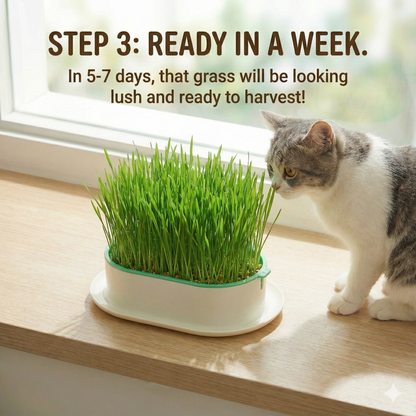 ZODIAC Australian Wheat Grass Seeds 20g