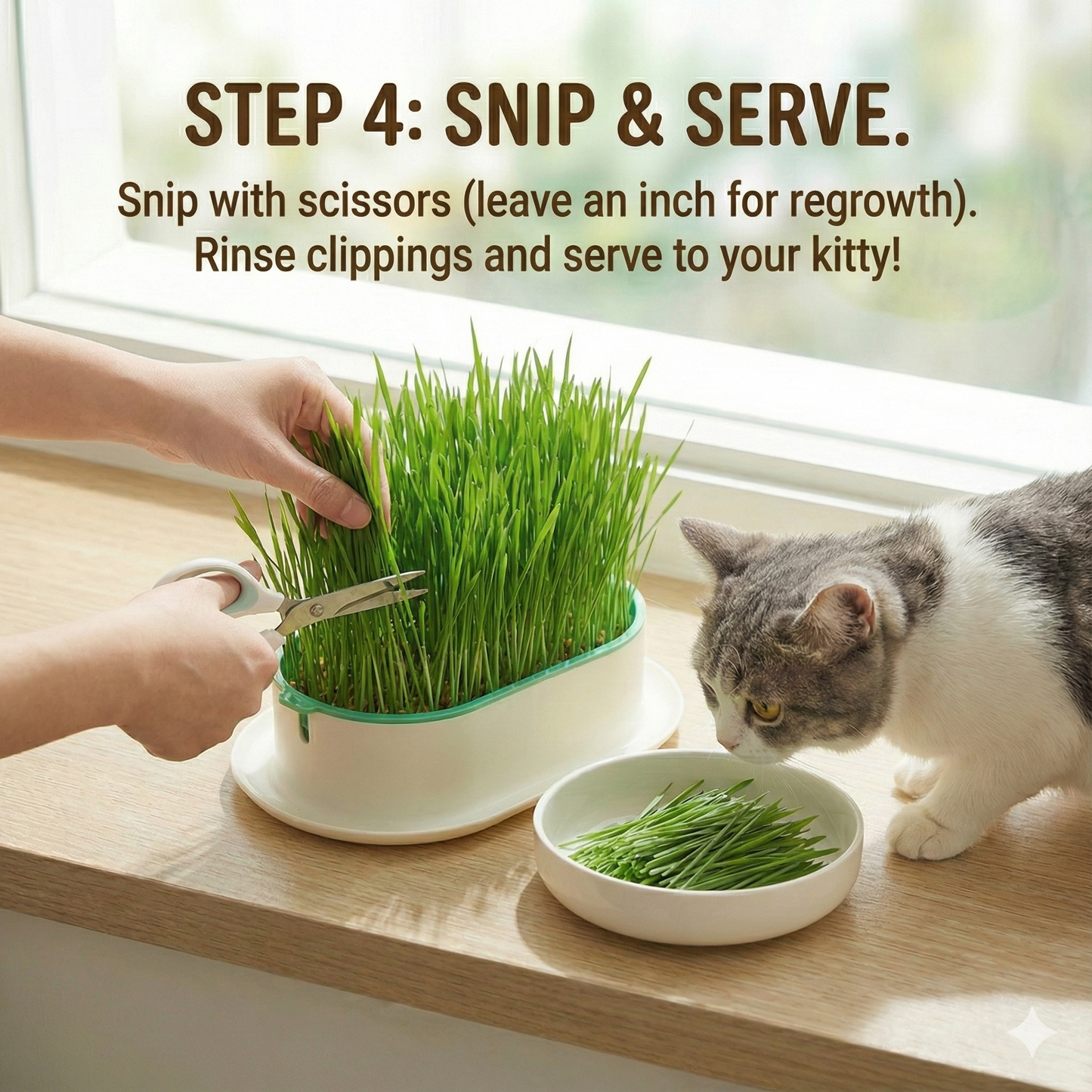 ZODIAC Australian Wheat Grass Seeds 20g