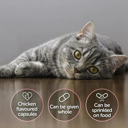 Cat with Protexin Cystophan chicken flavoured capsules that can be given whole or sprinkled on food