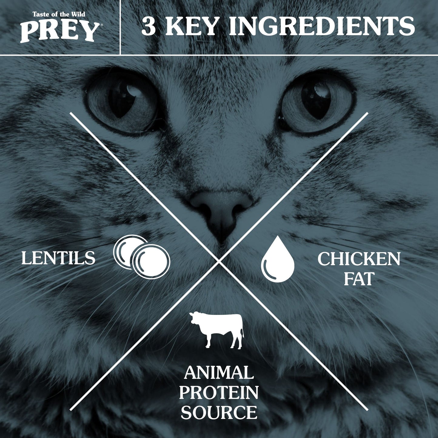 TASTE OF THE WILD Prey Angus Beef Grain Free Dry Cat Food
