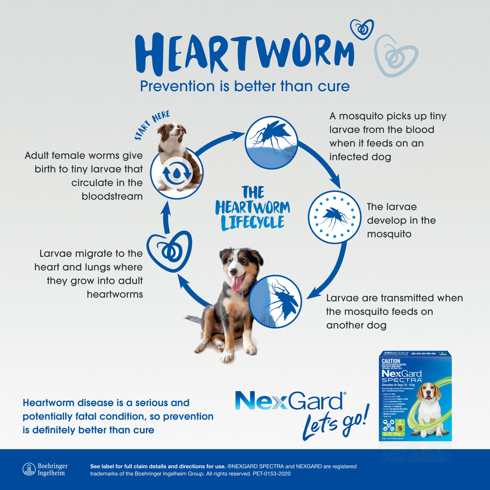 NEXGARD SPECTRA Flea, Tick & Worming Chews For Dogs 2-3.5kg
