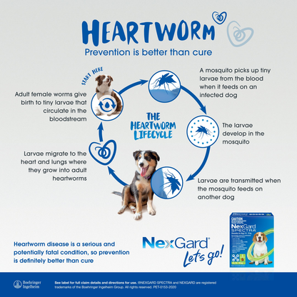 NEXGARD SPECTRA Flea, Tick & Worming Chews For Dogs 2-3.5kg