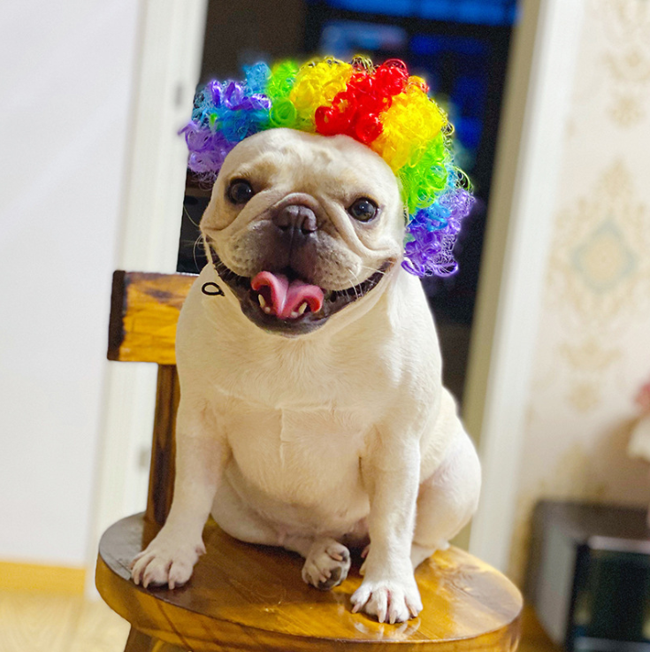 Funny Pet Costume Wig