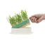 ZODIAC Soilless Wheatgrass Growing Kit - Green
