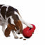 KONG Wobbler Small Dog Toy