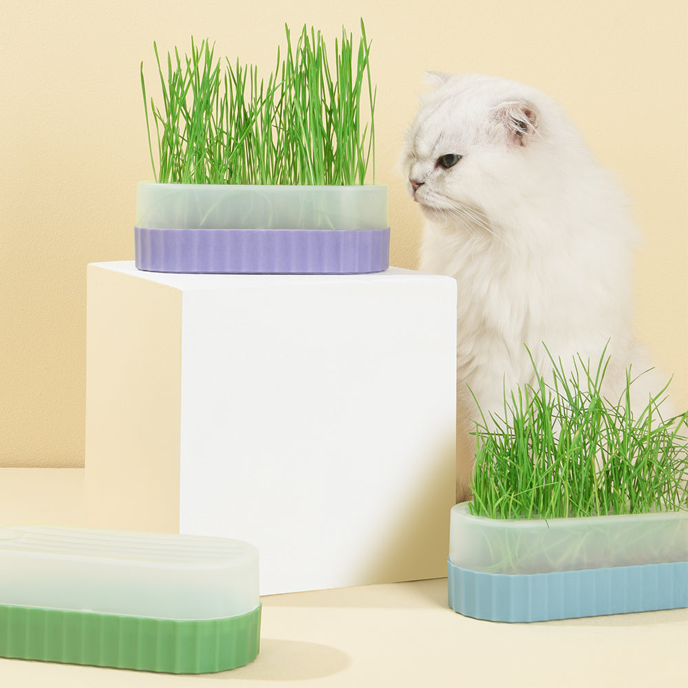 PAKEWAY Purple Cat Grass Pot with 2pcs Bags Of Wheat Seed