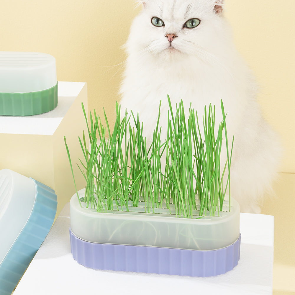PAKEWAY Purple Cat Grass Pot with 2pcs Bags Of Wheat Seed