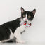 PIDAN Bow Tie Collar - Cat - A6 - Petso Online 