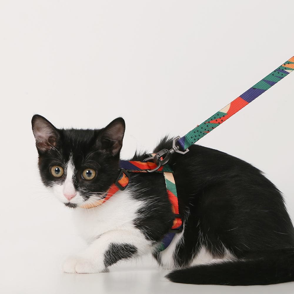 PIDAN Harness & Leash Set - Cats - A2 - Petso Online 
