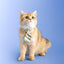 PIDAN Green Stripe Cat Necktie