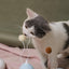 PIDAN Balloon Cat Toy -Blue - Petso Online 