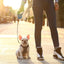 PETKIT Go Shine Dog Retractable Leash 4.7m