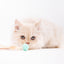 PIDAN Bouncy Balls Cat Toy 3 Pieces