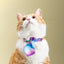 PIDAN Purple Wave Cat Necktie
