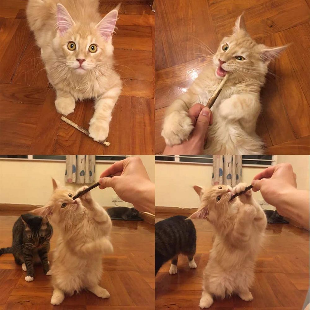 GREPETS SilverVine Catnip Cat Dental Sticks 5Pcs