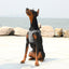 PETKIT Air Fly Medium Dog Harness