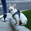 PETKIT Air Fly Extra Small Dog Harness
