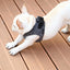 PETKIT Air Fly Small Dog Harness
